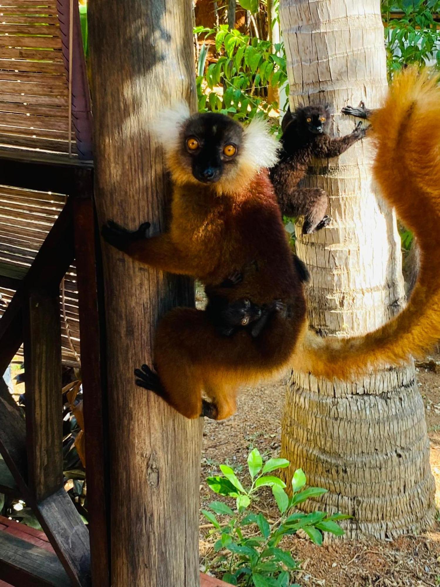 Tamarin Lodge Ampangorinana Esterno foto