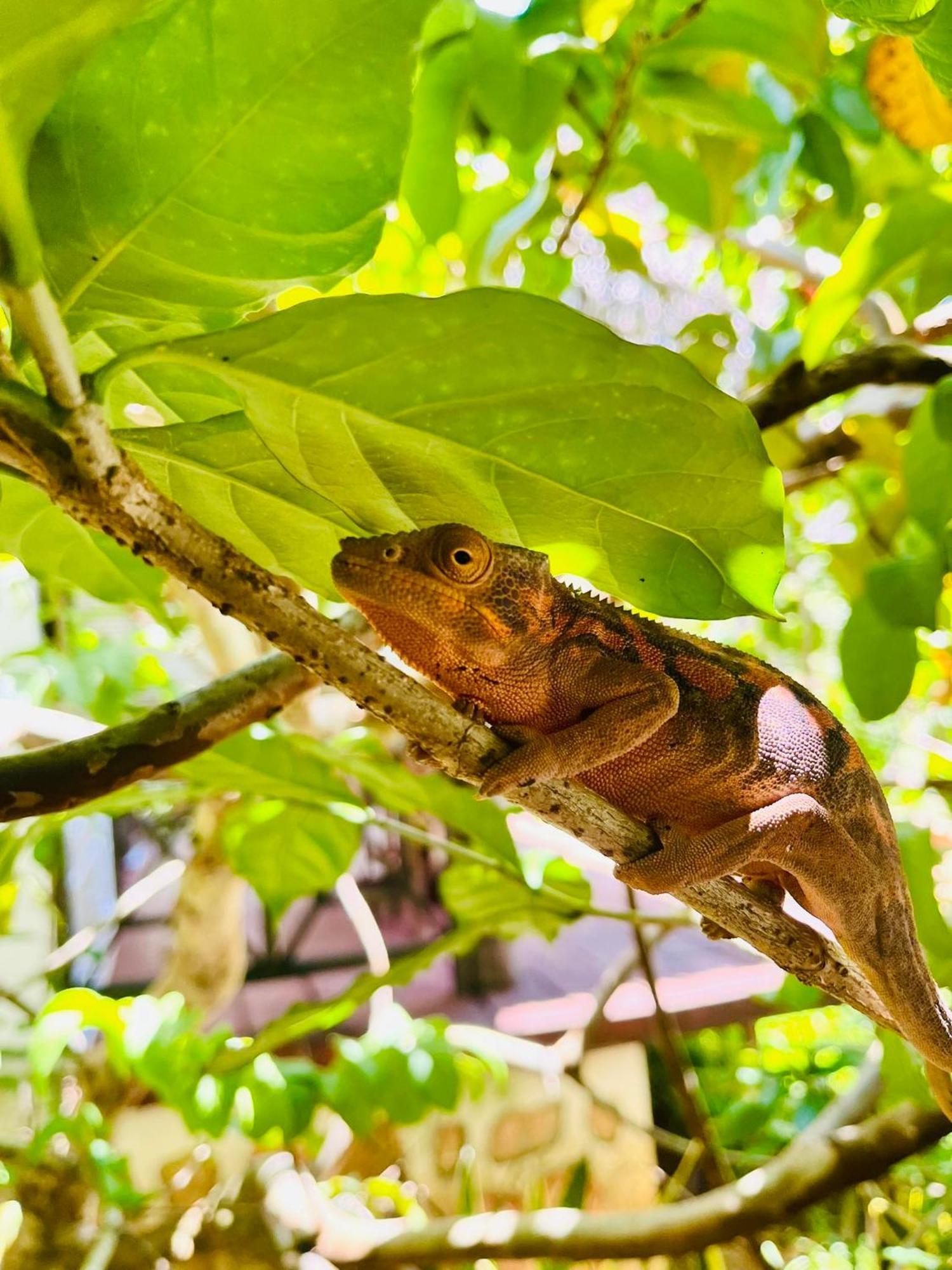 Tamarin Lodge Ampangorinana Esterno foto